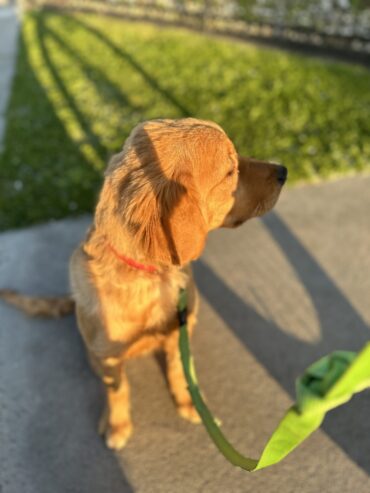 golden retriever puppy