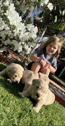 Golden Retriever Puppies