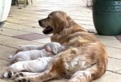 Golden Retriever Puppies