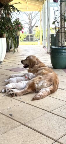 Golden Retriever Puppies