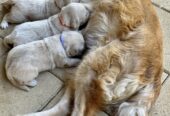 Golden Retriever Puppies