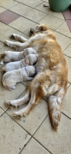 Golden Retriever Puppies