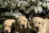 Golden Retriever Puppies