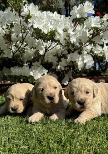 Golden Retriever Puppies