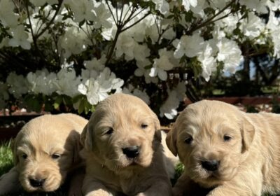 Golden Retriever Puppies