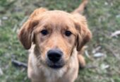 golden retriever puppy