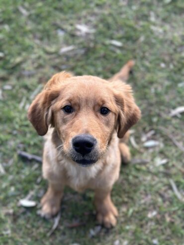 golden retriever puppy