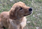 golden retriever puppy