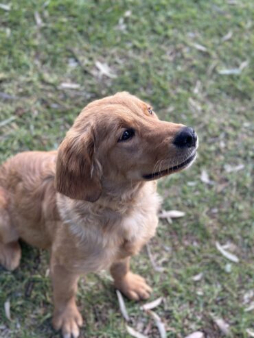 golden retriever puppy