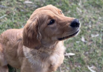 golden retriever puppy