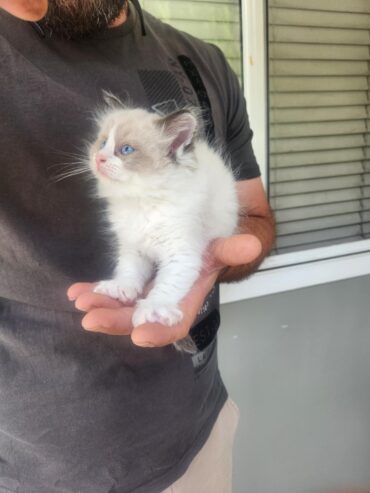 Ragdoll kittens