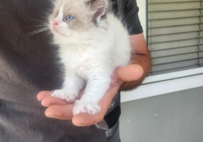 Ragdoll kittens