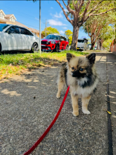 Merle Pomeranian