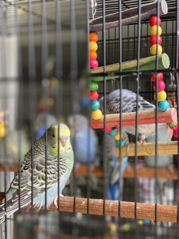 Budgies