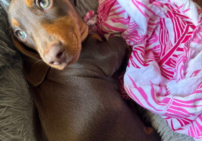 Miniature dachshund