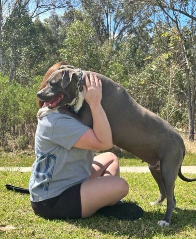 Amstaff american stafford