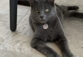 Russian blue domestic