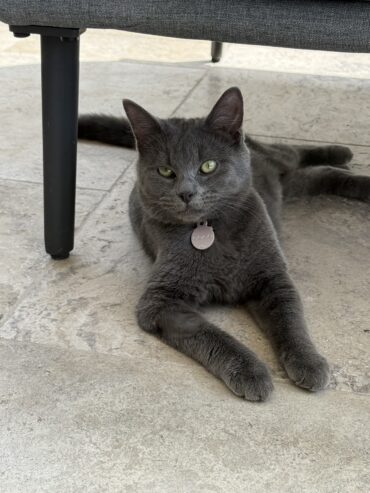 Russian blue domestic