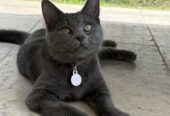 Russian blue domestic