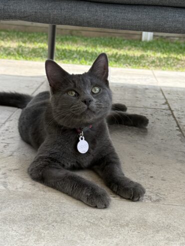 Russian blue domestic