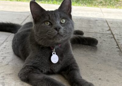 Russian blue domestic