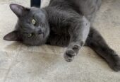 Russian blue domestic