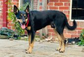 PURE BREED Kelpie puppies