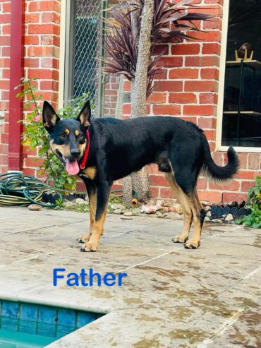 PURE BREED Kelpie puppies