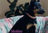 PURE BREED Kelpie puppies