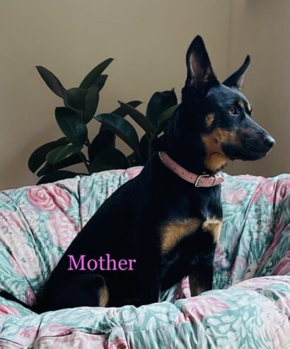 PURE BREED Kelpie puppies