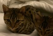 Two Bengal Males