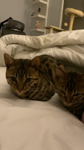 Two Bengal Males