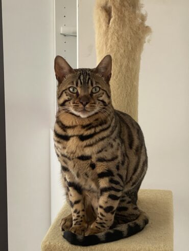 Two Bengal Males