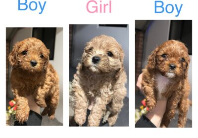 Cavoodle puppies