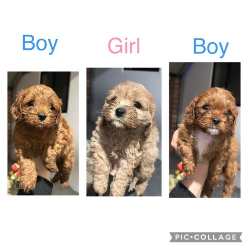 Cavoodle puppies