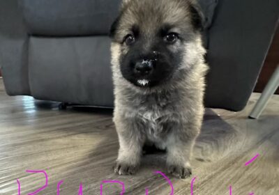 Pure Breed German Shepard