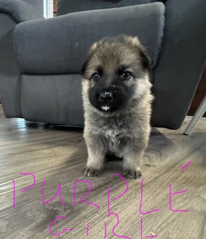 Pure Breed German Shepard