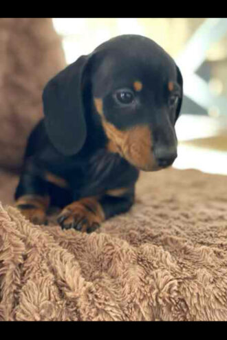 Lovely mini Dachshund