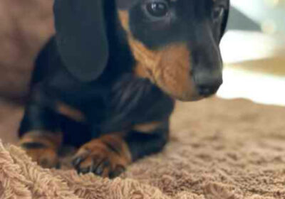 Lovely mini Dachshund