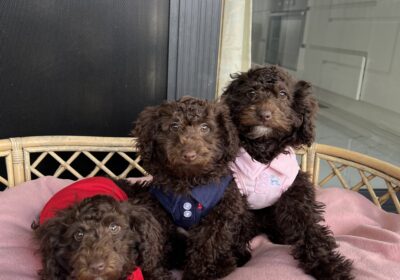 Toy poodle puppy