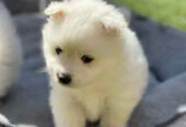 Japanese spitz puppy