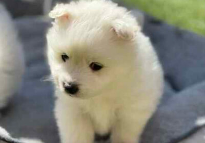 Japanese spitz puppy