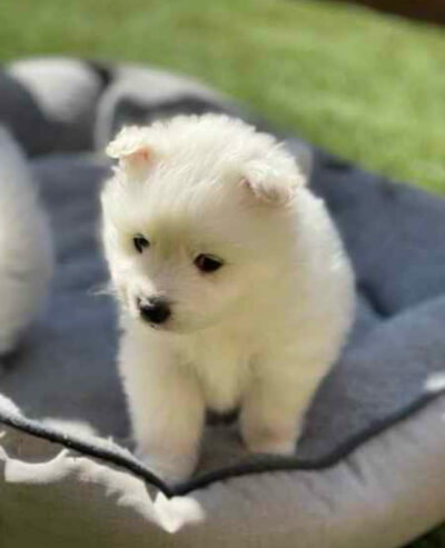 Japanese spitz puppy