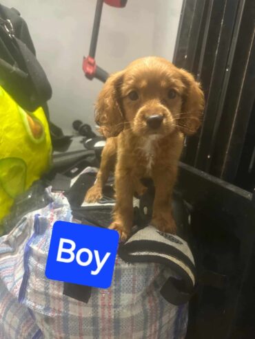 Male cavoodle puppie