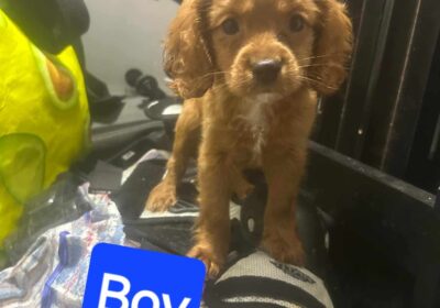 Male cavoodle puppie