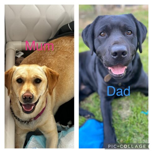 Purebred Labrador Puppies