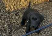 Purebred Labrador Puppies