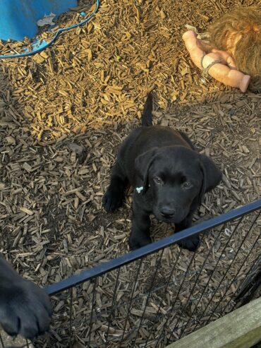 Purebred Labrador Puppies