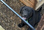 Purebred Labrador Puppies