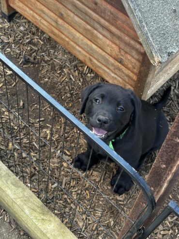 Purebred Labrador Puppies